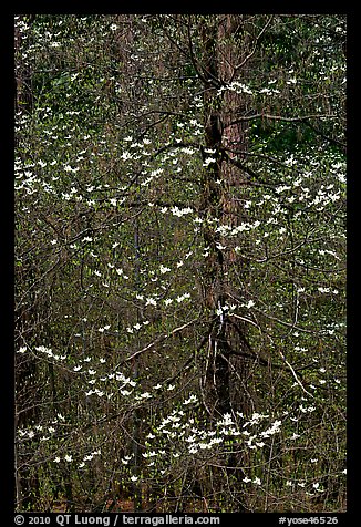 Early dogwood blooms. Yosemite National Park (color)