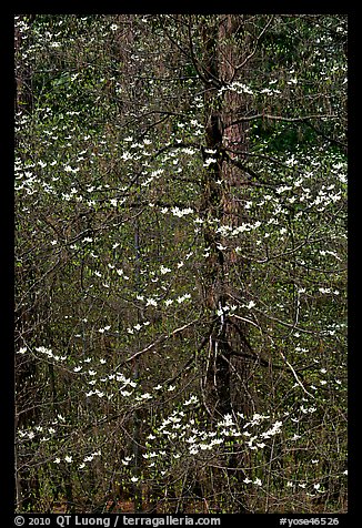 Early dogwood blooms. Yosemite National Park, California, USA.