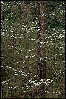 Early dogwood blooms. Yosemite National Park, California, USA. (color)