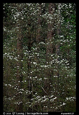 Dogwood tree with white blooms and new leaves. Yosemite National Park (color)