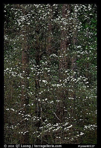 Dogwood tree with white blooms and new leaves. Yosemite National Park, California, USA.