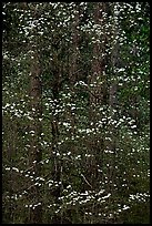 Dogwood tree with white blooms and new leaves. Yosemite National Park, California, USA.