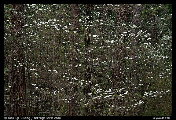 Dogwood blooms floating in forest. Yosemite National Park (color)