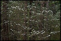 Dogwood blooms floating in forest. Yosemite National Park, California, USA. (color)