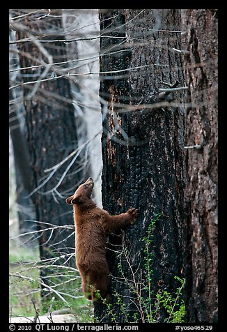 Bear cub climbing tree. Yosemite National Park, California, USA.