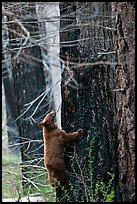 Bear cub climbing tree. Yosemite National Park, California, USA.