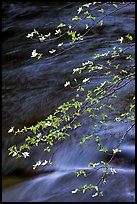 Dogwood branches and Merced River. Yosemite National Park, California, USA.