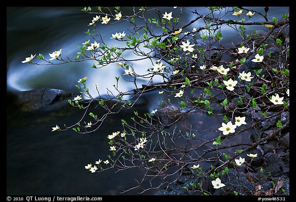 Dogwood blooms and flowing water. Yosemite National Park, California, USA.