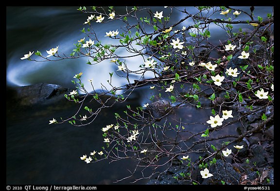 Dogwood blooms and flowing water. Yosemite National Park, California, USA.