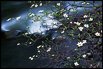 Dogwood blooms and flowing water. Yosemite National Park, California, USA.