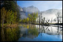 Merced River and early morning fog. Yosemite National Park ( color)