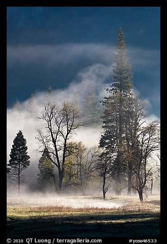 Morning fog and trees. Yosemite National Park (color)