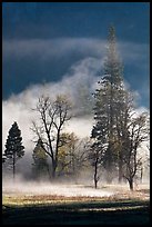 Morning fog and trees. Yosemite National Park ( color)