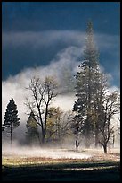 Morning fog and trees. Yosemite National Park, California, USA.