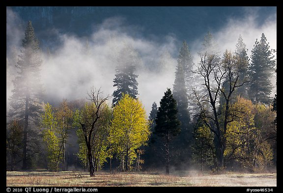 Fog lifting above trees in spring. Yosemite National Park, California, USA.