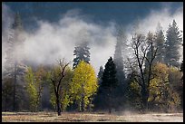 Fog lifting above trees in spring. Yosemite National Park, California, USA.