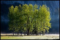 Aspens with new leaves in spring. Yosemite National Park, California, USA. (color)