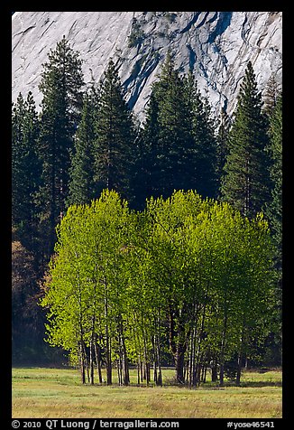 Aspens in Ahwanhee Meadows in spring. Yosemite National Park, California, USA.