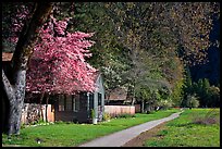 Employee housing in the spring. Yosemite National Park, California, USA. (color)