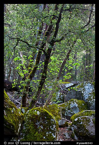 Boulders and newly leafed tree, Happy Isles. Yosemite National Park, California, USA.