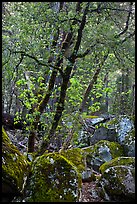 Boulders and newly leafed tree, Happy Isles. Yosemite National Park, California, USA.