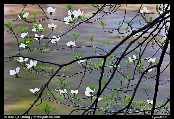 Dogwood blooms and flowing water. Yosemite National Park (color)