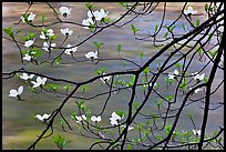 Dogwood blooms and flowing water. Yosemite National Park, California, USA. (color)