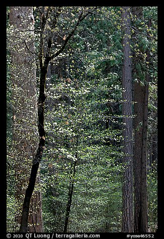 Forest with dogwood blooming. Yosemite National Park, California, USA.