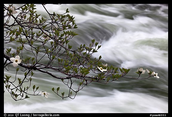 Dogwood branch and Merced River rapids. Yosemite National Park (color)