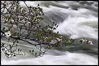 Dogwood branch and Merced River rapids. Yosemite National Park, California, USA. (color)