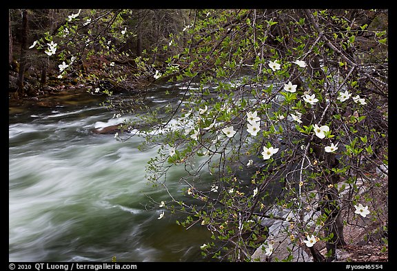 Dogwood in bloom on banks of Merced River. Yosemite National Park, California, USA.