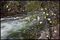 Dogwood in bloom on banks of Merced River. Yosemite National Park, California, USA. (color)