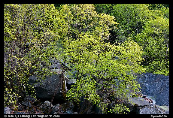 Newly leafed trees and boulders. Yosemite National Park, California, USA.