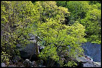 Newly leafed trees and boulders. Yosemite National Park ( color)