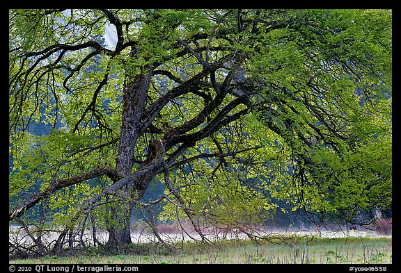 Elm tree in spring. Yosemite National Park (color)