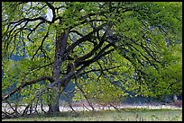 Elm tree in spring. Yosemite National Park, California, USA.