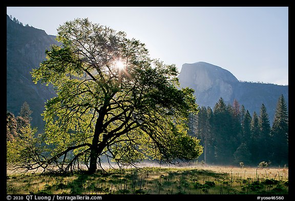Sun through Elm Tree in the spring. Yosemite National Park, California, USA.