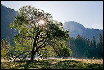 Sun through Elm Tree in the spring. Yosemite National Park, California, USA.