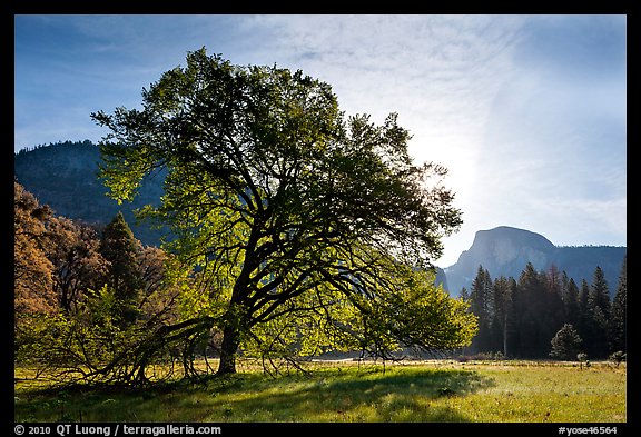 Cooks Meadow, Elm Tree, and Half-Dome. Yosemite National Park (color)