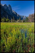 Wildflowers, Cook Meadow, and Sentinel Rock. Yosemite National Park, California, USA.