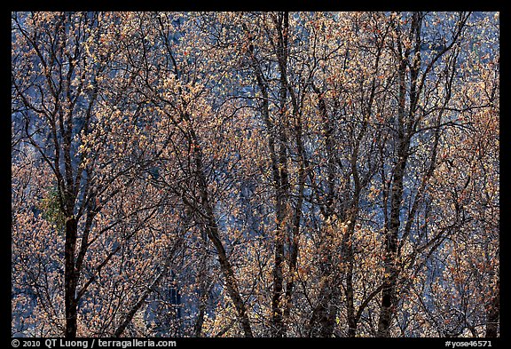 New black oak buds. Yosemite National Park (color)