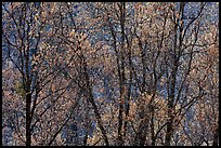 New black oak buds. Yosemite National Park, California, USA.