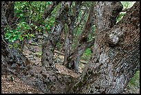 Oak trees on forested slopes. Yosemite National Park, California, USA.