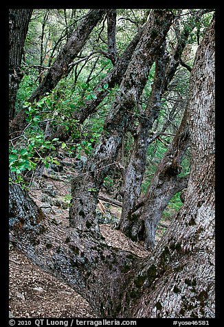 Gnarled Oak tree branches. Yosemite National Park (color)