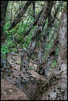 Gnarled Oak tree branches. Yosemite National Park, California, USA. (color)
