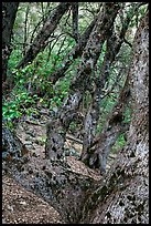 Gnarled Oak tree branches. Yosemite National Park, California, USA.