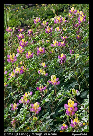 Wildflowers. Yosemite National Park, California, USA.