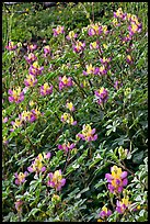 Wildflowers. Yosemite National Park, California, USA.