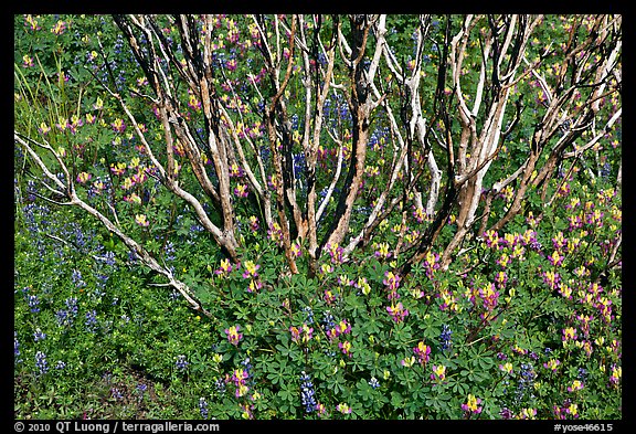 Wildflowers and manzanita. Yosemite National Park, California, USA.