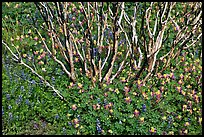 Wildflowers and manzanita. Yosemite National Park, California, USA.